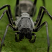Arañas Hormiga - Photo (c) Wynand Uys, algunos derechos reservados (CC BY), subido por Wynand Uys