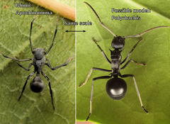 Apochinomma formicaeforme