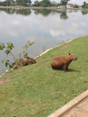 Hydrochoerus hydrochaeris