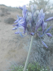 Triteleiopsis palmeri