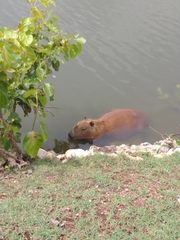 Hydrochoerus hydrochaeris