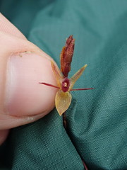 Draconanthes aberrans
