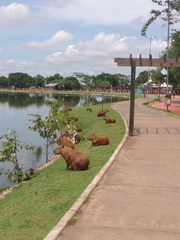 Hydrochoerus hydrochaeris