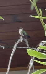 Chlorostilbon assimilis