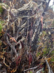 Draconanthes aberrans