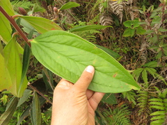 Cavendishia pubescens