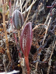 Draconanthes aberrans