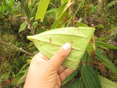 Cavendishia pubescens