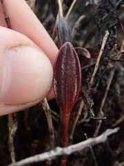 Draconanthes aberrans