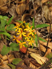 Epidendrum melinanthum