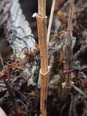 Draconanthes aberrans