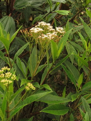 Ageratina popayanensis