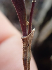 Draconanthes aberrans