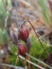 Draconanthes aberrans