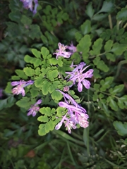 Corydalis sheareri