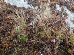 Draconanthes aberrans