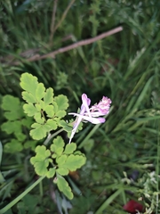 Corydalis sheareri