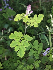 Corydalis sheareri