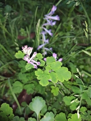 Corydalis sheareri