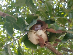 Protopolybia exigua