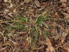 Carex floridana
