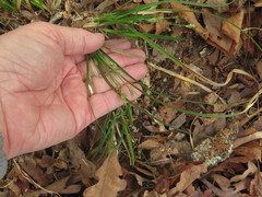 Carex floridana