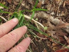 Carex floridana