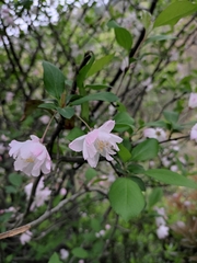 Malus halliana