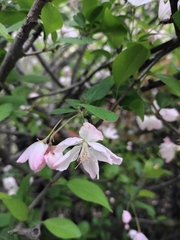 Malus halliana