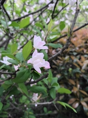 Malus halliana