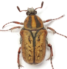 Euphoria quadricollis