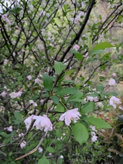 Malus halliana