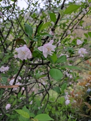 Malus halliana