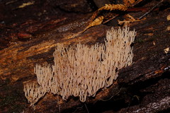 Artomyces austropiperatus