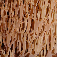 Artomyces austropiperatus