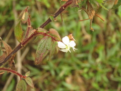 Chaetogastra ciliaris