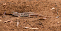 Unadorned Desert-Skink photo 2