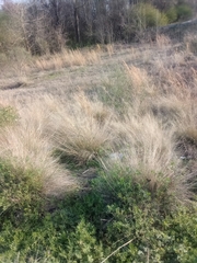 Agrostis nebulosa