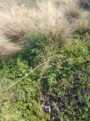 Agrostis nebulosa