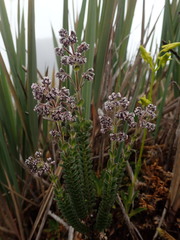 Valeriana microphylla