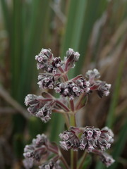 Valeriana microphylla