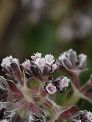 Valeriana microphylla