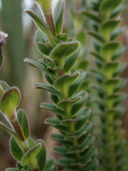 Valeriana microphylla