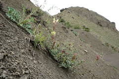 Scutellaria orientalis