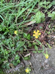 Potentilla freyniana