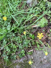 Potentilla freyniana