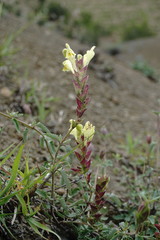 Scutellaria orientalis