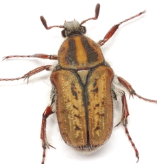 Euphoria quadricollis