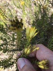 Pteronia uncinata