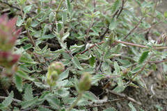 Scutellaria orientalis